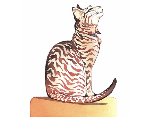 Illustrazione Gatto